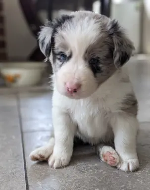 Suczkai i piesek blue merle 1
