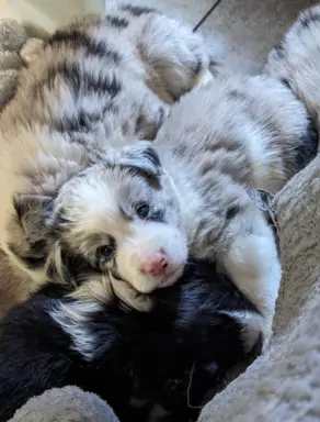 Suczkai i piesek blue merle 4