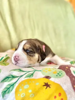 Suczka Beagle tricolor, po grand championach, ZkwP FCI, 1