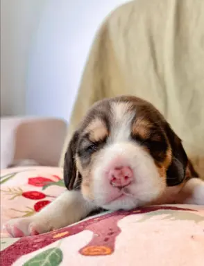 Suczka Beagle tricolor, po grand championach, ZkwP FCI, 2