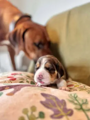 Suczka Beagle tricolor, po grand championach, ZkwP FCI, 4