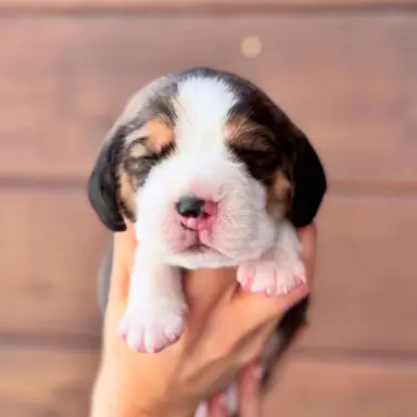 Piesek Beagle tricolor, po grand championach, ZkwP FCI. 1