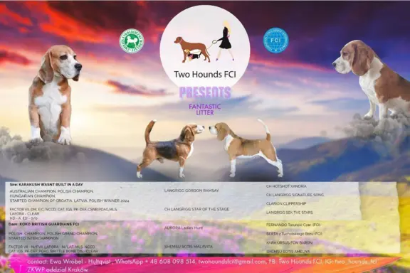 Piesek Beagle tricolor, po grand championach, ZkwP FCI. 3