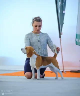 Piesek Beagle tricolor, po grand championach, ZkwP FCI. 4