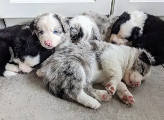 Ostatnia wolna suczka i piesek blue merle 5