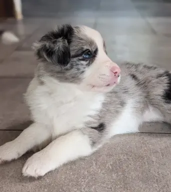 Ostatnia wolna suczka i piesek blue merle 1