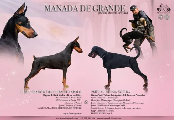 Doberman z wyjątkowego skojarzenia ZKwP/FCI 4