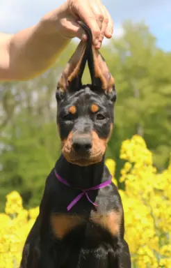 Doberman z wyjątkowego skojarzenia ZKwP/FCI 3