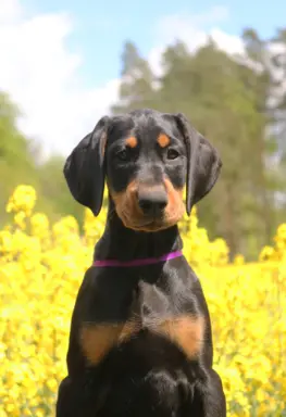 Doberman z wyjątkowego skojarzenia ZKwP/FCI 1