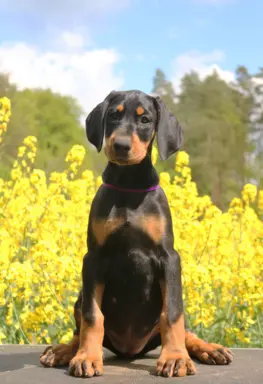 Doberman z wyjątkowego skojarzenia ZKwP/FCI 2