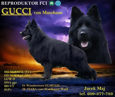 Szczenięta owczarek niemiecki długowłosy FCI 4