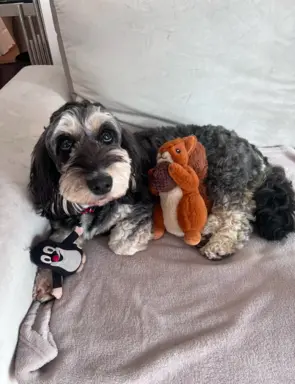 Cockapoo - pudel miniaturowy 9