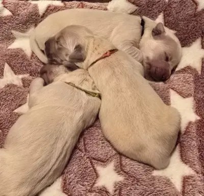 New litter 3
