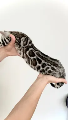 Srebrne kocięta bengalskie GLITTER 5