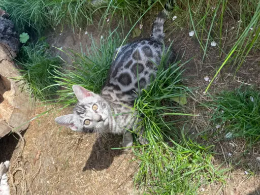 Srebrne kocięta bengalskie GLITTER 6