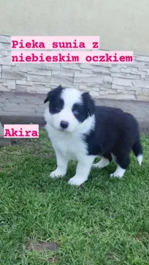 Śliczna sunia z niebieskim okiem. 1