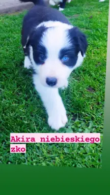 Śliczna sunia z niebieskim okiem. 4