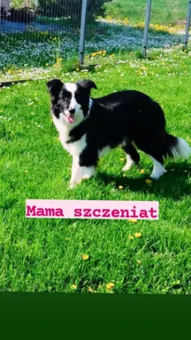 Piękne dwie suczki rasowe i jeden piesek 3