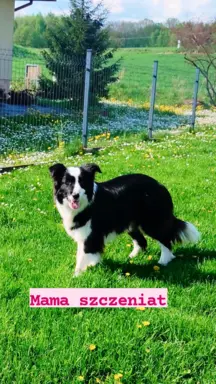 Piesek rasowy z pełną dokumentacja 3