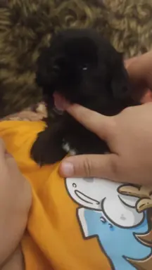 Shih tzu szczenięta tata gen czekoladowy 9