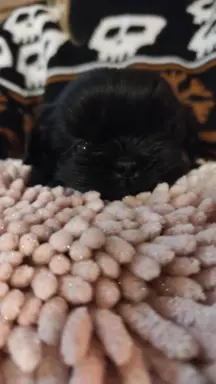 Shih tzu szczenięta tata gen czekoladowy 1