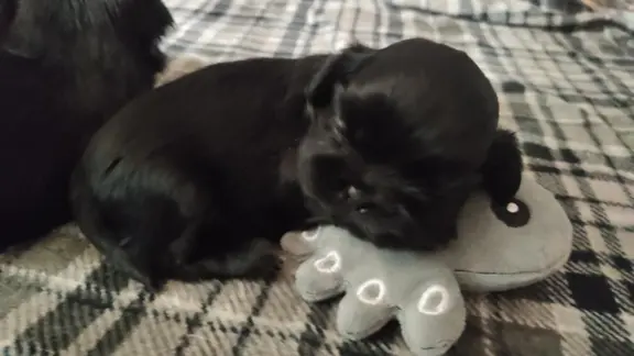 Shih tzu szczenięta tata gen czekoladowy 2
