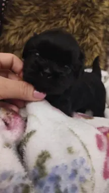 Shih tzu szczenięta tata gen czekoladowy 3