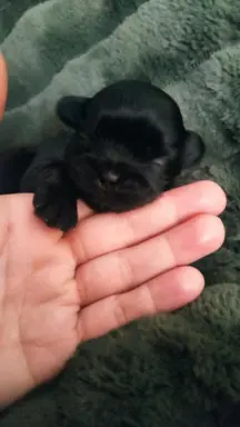 Shih tzu szczenięta tata gen czekoladowy 4