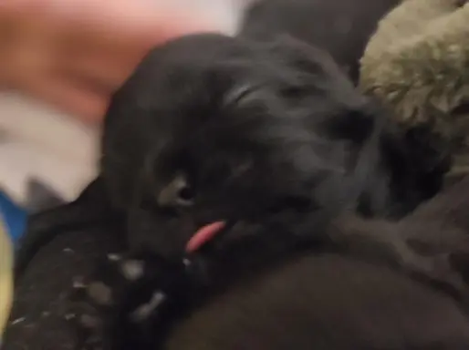 Shih tzu szczenięta tata gen czekoladowy 5