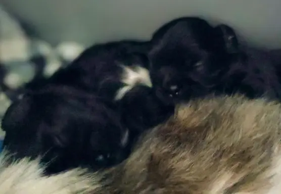 Shih tzu szczenięta tata gen czekoladowy 6
