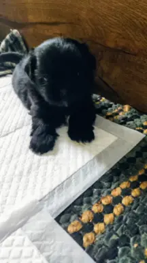 Shih tzu szczenięta tata gen czekoladowy 7