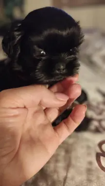 Shih tzu szczenięta tata gen czekoladowy 8