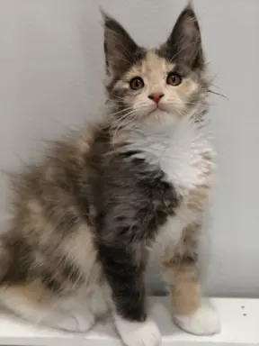 Kotka Lilly Maine coon 1