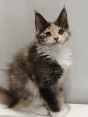 Kotka Lilly Maine coon 2