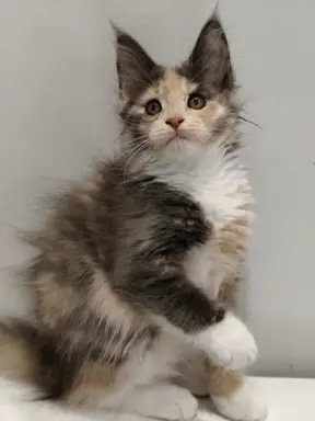Kotka Lilly Maine coon 3