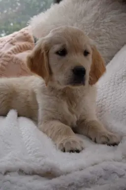 Golden Retriever szczenięta gotowe do odbioru 1