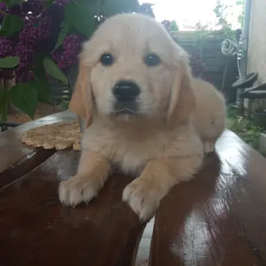 Golden Retriever szczenięta gotowe do odbioru 4
