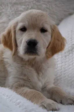 Golden Retriever szczenięta gotowe do odbioru 2