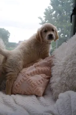 Golden Retriever szczenięta gotowe do odbioru 7