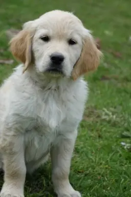 Golden Retriever szczenięta gotowe do odbioru 8