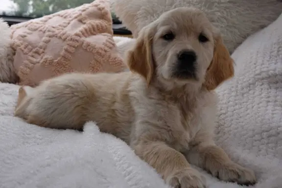 Golden Retriever szczenięta gotowe do odbioru 6