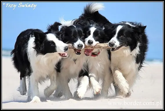 Border Collie blue merle szczeniaki ZKwP FCI 1