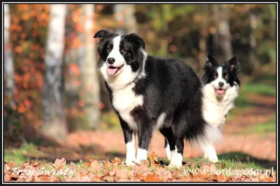 Border Collie blue merle szczeniaki ZKwP FCI 3