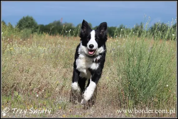 Border Collie blue merle szczeniaki ZKwP FCI 4