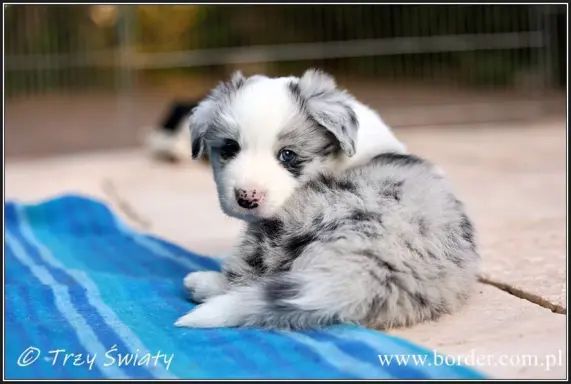 Border Collie blue merle szczeniaki ZKwP FCI 5