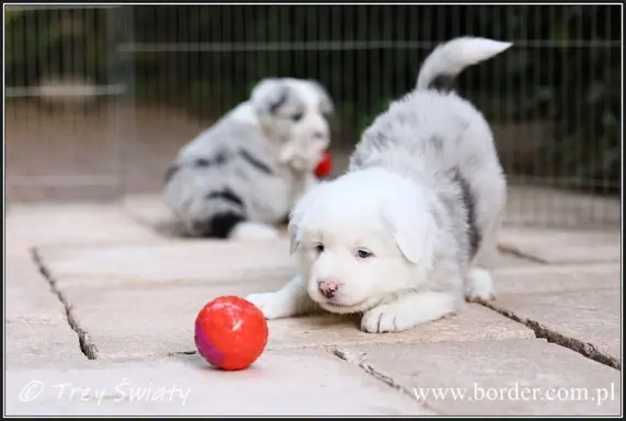 Border Collie blue merle szczeniaki ZKwP FCI 7