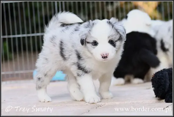 Border Collie blue merle szczeniaki ZKwP FCI 8