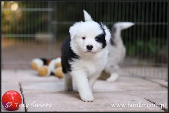 Border Collie blue merle szczeniaki ZKwP FCI 9