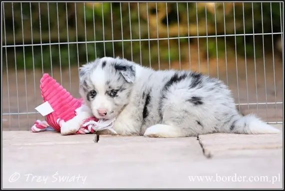 Border Collie blue merle szczeniaki ZKwP FCI 10