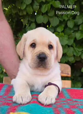 Labrador retriever biszkoptowe szczenięta ZKwP 1